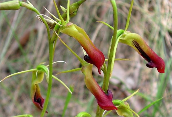 Cryptostylis Subulata - Large Tongue Orchid.jpg